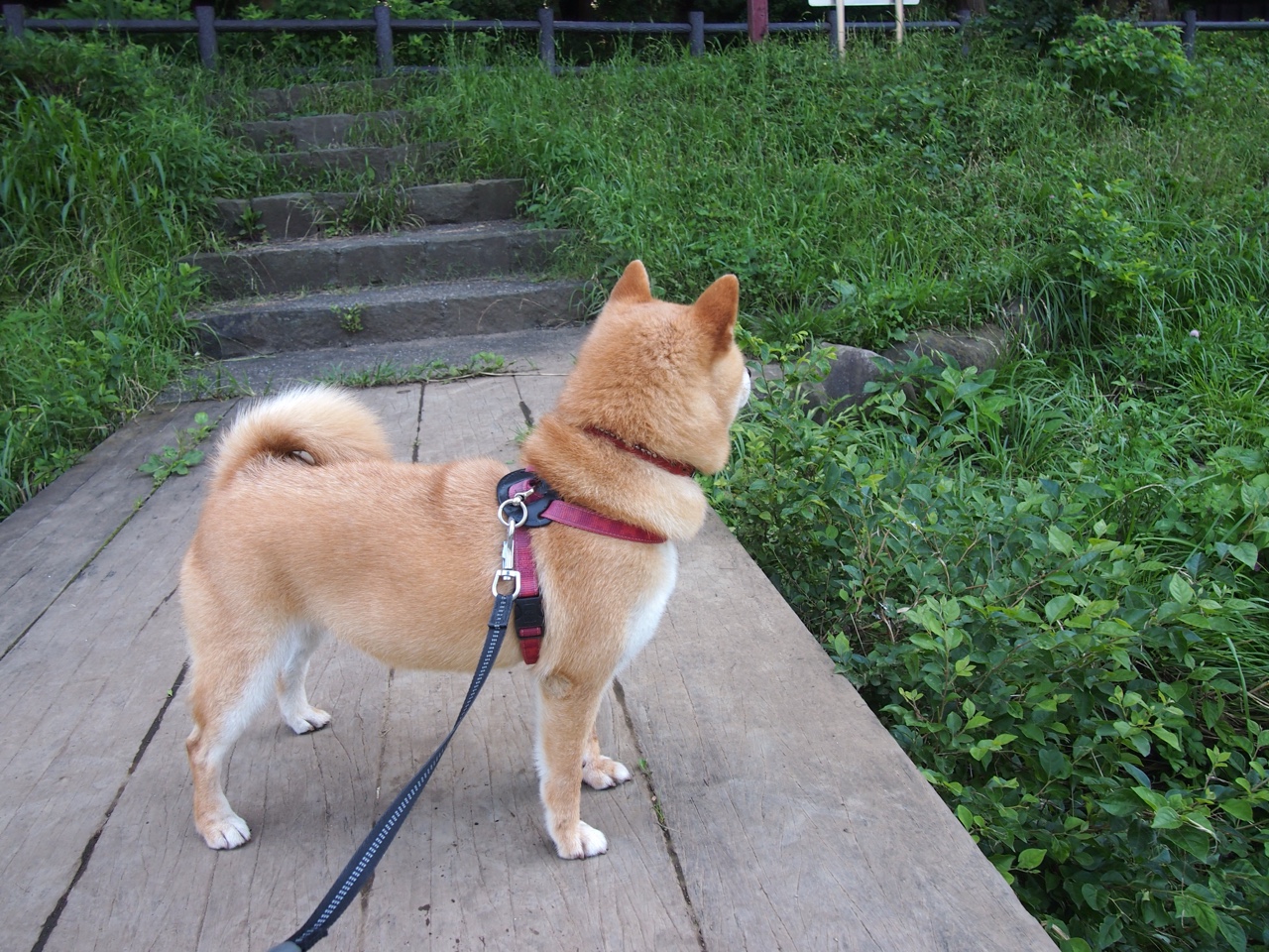 开云网页版登录入口-中国足球基础设施建设迎来新一轮升级，中国足球发展规划 体育总局